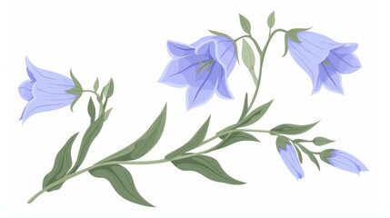 Fototapeta na wymiar Flowering spring bellflower. Wild floral plant with blooms and stems. Beautiful soft summer bellflower stems and leaves. Isolated flat modern illustration.