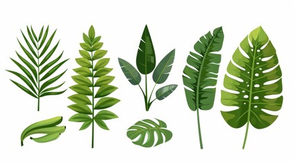 A set of exotic leaves. Tropical jungle leaves, palm leaves, monstera leaves, banana leaves. Natural eco design elements. Botanical decorations. Modern illustration isolated on white.