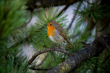 a european robin, erthacus rubecula, perched on a branch from a pine at early morning © Chamois huntress