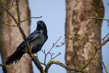 Obraz premium a raven bird, corvus corax, perched on a maple tree at a sunny spring day