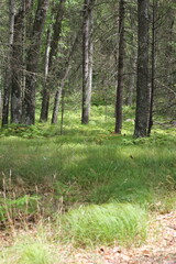 Wild ferns growing in the summer green forest.