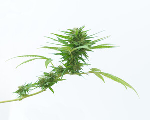 VISTA DE CERCA DE HOJAS Y FLORES DE MARIHUANA