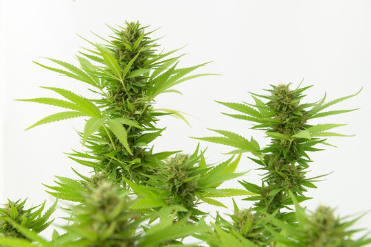 VISTA DE CERCA DE HOJAS Y FLORES DE MARIHUANA