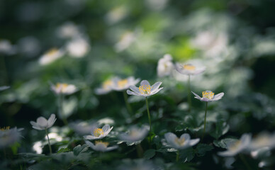 Anemone nemorosa, wood anemone, windflower. Blur effect with shallow depth of field - 766303869