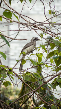Indian Grey Hornbill in the branch