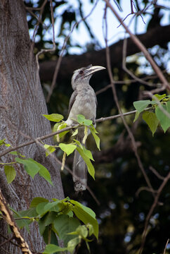 Indian Grey Hornbill on a branch