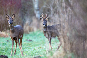 Male and Female Roe Deer in a field near woodland in County Durham, England, UK.