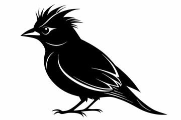  Waxwing bird silhouette vector illustration