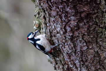 Great Spotted Woodpecker climbing up a tree trunk in search of food. County Durham, England, UK.