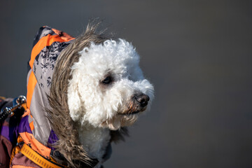 Close-up portrait of a White Curly Bison standing on a river bank. Bison wears an orange hooded...