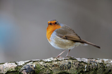 Robin pearched on a tree branch with a blurred background. County Durham, England, UK.
