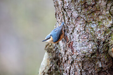 A Common Nuthatch climbing a tree trunk. County Durham, England, UK.