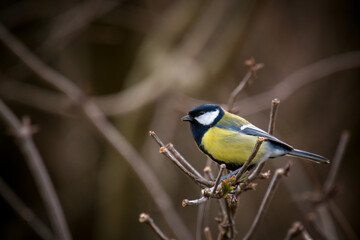 great tit, parus major,  is perching on a twig at a spring morning