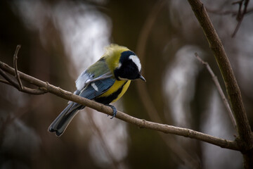 Fototapeta premium great tit, parus major, is perching on a twig at a spring morning