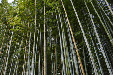 Arashiyama bamboo forest in Kyoto, Japan.