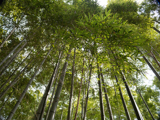 Tranquil Bamboo Forest with Sunlight Filtering Through