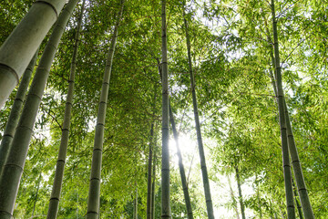 Tranquil Bamboo Forest with Sunlight Filtering Through