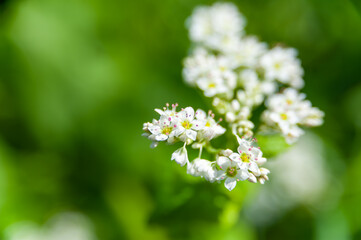 蕎麦の花