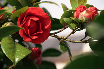 Red camellias blooming in spring, photographed in Shanghai, China