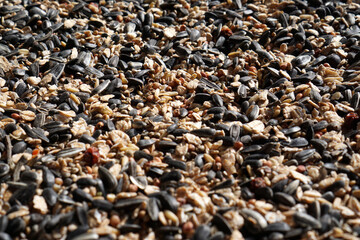 Close up of mixture of bird seeds, including oilseeds like unpeeled sunflower seeds and Oats