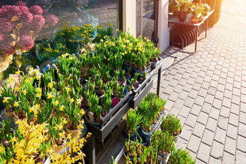 Beautiful spring flowers - potted daffodils, hyacinths, tulips in front of flower shop on a spring day. - 766312232