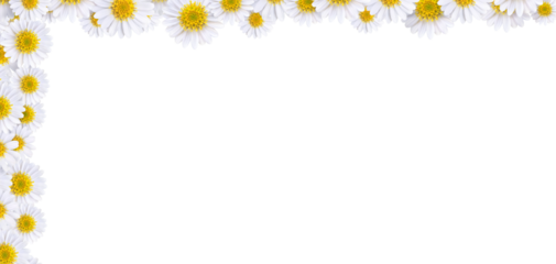 Many beautiful daisies For making background images PNG transparent