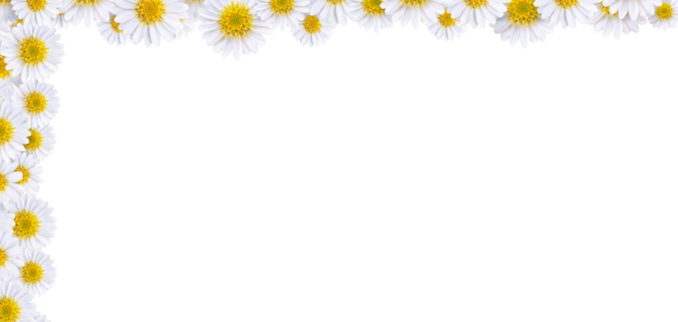 Many beautiful daisies For making background images PNG transparent