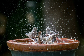 house sparrow in a birdbath at a spring day