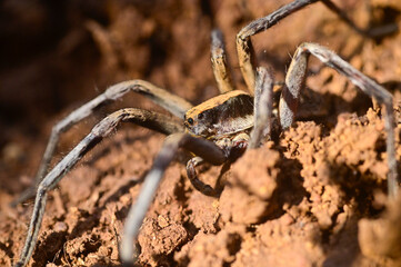 Large spider on a prawl on the forest floor, India
