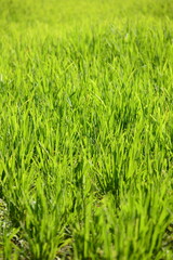 Yellow rice in the field