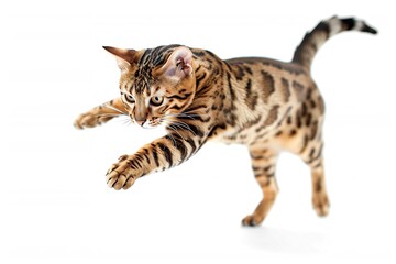 commercial photo of a Bengal cat jumping on a white background