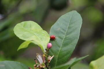 inseto besouro - joaninha - Coccinellidae