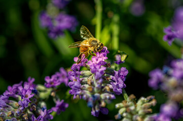 Bee (Apis) on lavender (Lavandula angustifolia) at a wild herb meadow.