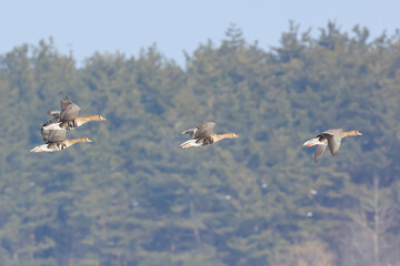 White-fronted geese moving between feeding grounds