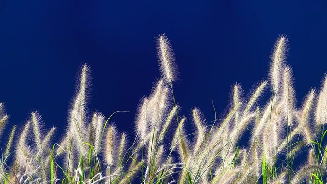 dry paint grass on a blue screen