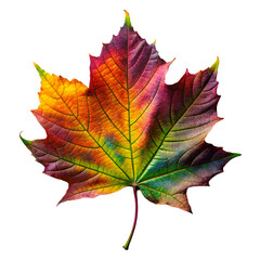 View of beautifully multicolored leaf on white background