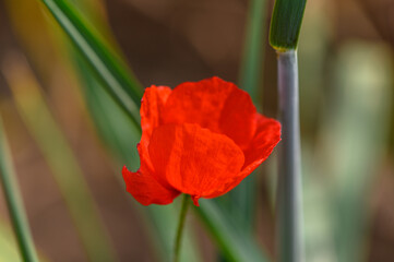 Naklejka premium Red poppy flower in the middle of a field of green spikelets 1