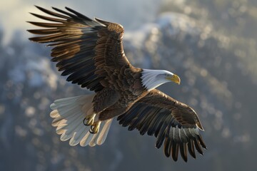 Eagle in flight, nature background