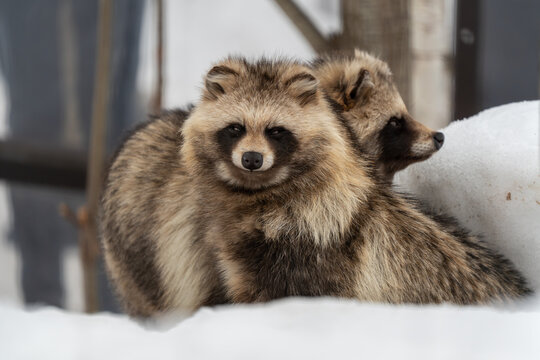 雪山にいる二匹のエゾタヌキで一匹がこちらを見ているところ 旭山動物園 2024.03.17撮影SONY a7c2 + TAMRON 50-400mm 