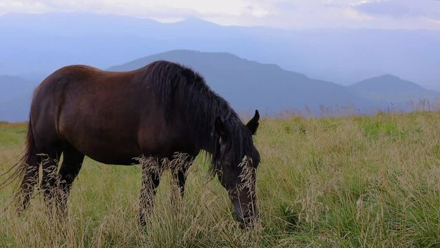 Horses grazing in Carpathian mountains, Drahobrat