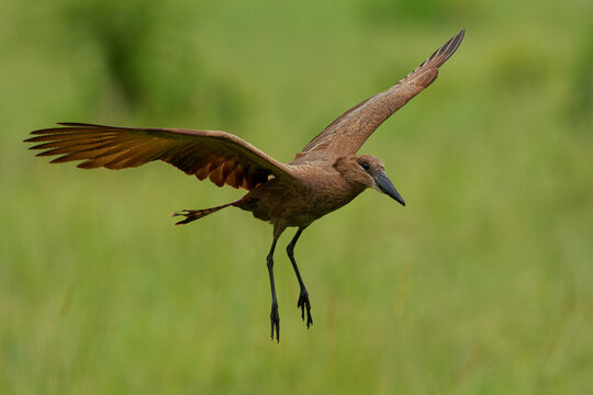 Hamerkop - Scopus umbretta  medium-sized brown wading bird. It is the only living species in the genus Scopus and the family Scopidae. Brown bird in flight with green natural background in Africa