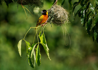 Black-headed weaver or Yellow-backed weaver - Ploceus melanocephalus, yellow bird with the black head in the family Ploceidae, build hanging nest from grass in Africa - 766320010