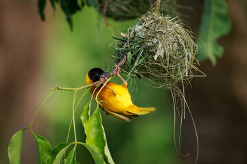 Black-headed weaver or Yellow-backed weaver - Ploceus melanocephalus, yellow bird with the black head in the family Ploceidae, build hanging nest from grass in Africa - 766320075