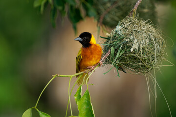 Black-headed weaver or Yellow-backed weaver - Ploceus melanocephalus, yellow bird with the black head in the family Ploceidae, build hanging nest from grass in Africa - 766320078