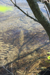 Shallow water along the lake shore.