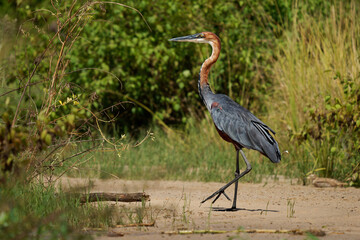 Goliath Heron - Ardea goliath also Giant heron, large wading bird of the heron family Ardeidae, found in sub-Saharan Africa, in Southwest and South Asia, standing on the green background - 766320289