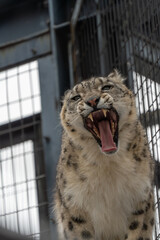 ユキヒョウ 旭山動物園 2024.03.17撮影

SONY a7c2 + TAMRON 50-400mm 