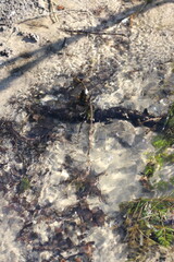 Shallow water along the lake shore.