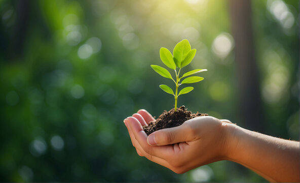 Environment concept, Earth Day In the hands of trees growing seedlings, Bokeh green Background, Female hand holding tree on nature field grass Forest conservation concept