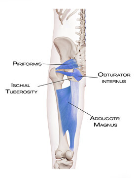Thigh and pelvis of the deep front line - priformis, obturator internus, adductor magnus + ischial tuberosity